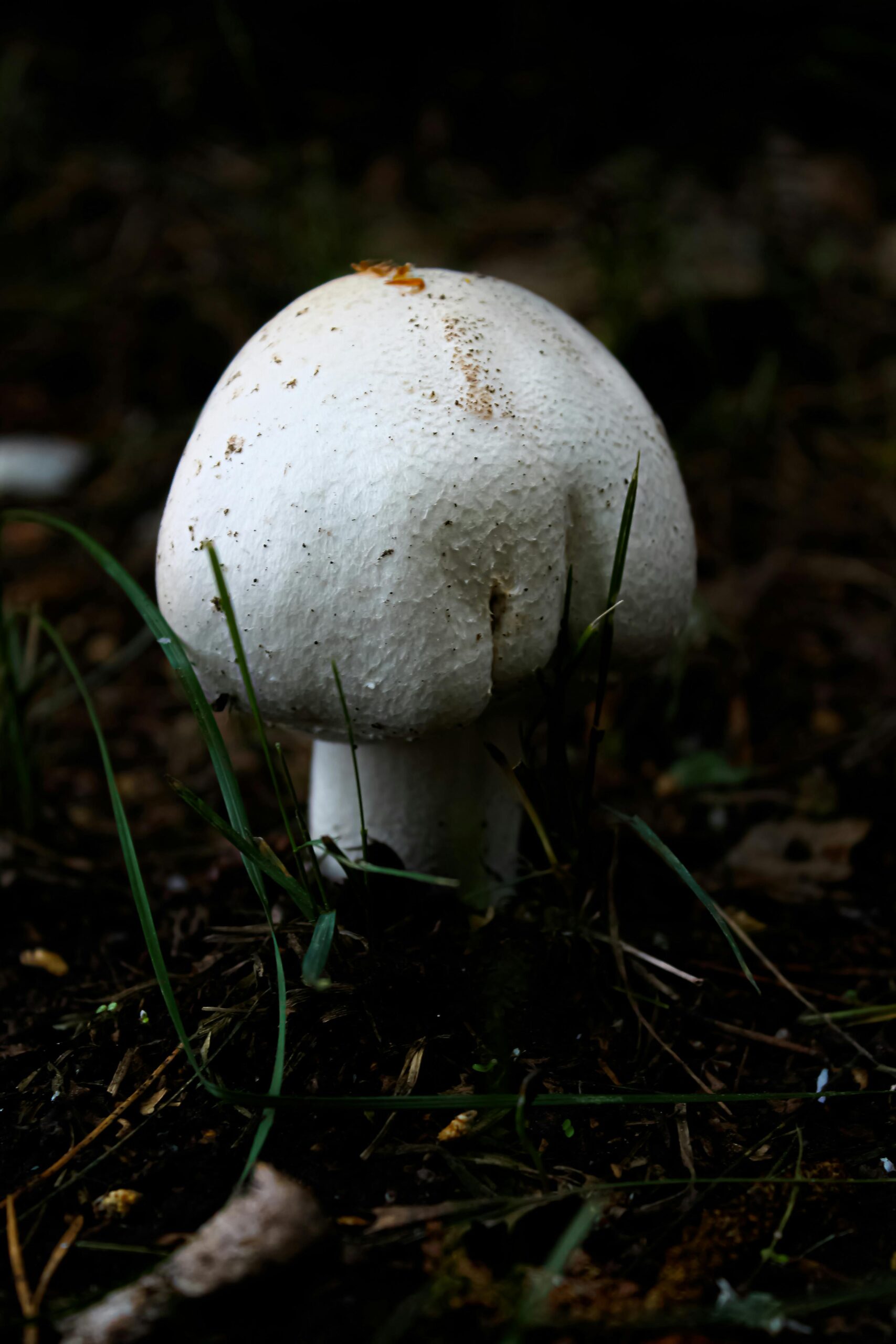 Detailed close-up of a white mushroom surrounded by grass in a natural environment.